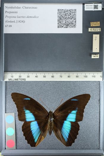 Media type: image;   Entomology 161316